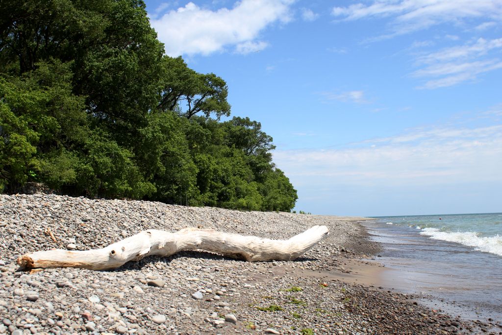 A tranquil pebble beach scene featuring driftwood and lush greenery, set against a blue sky.
Point Pelee National Park