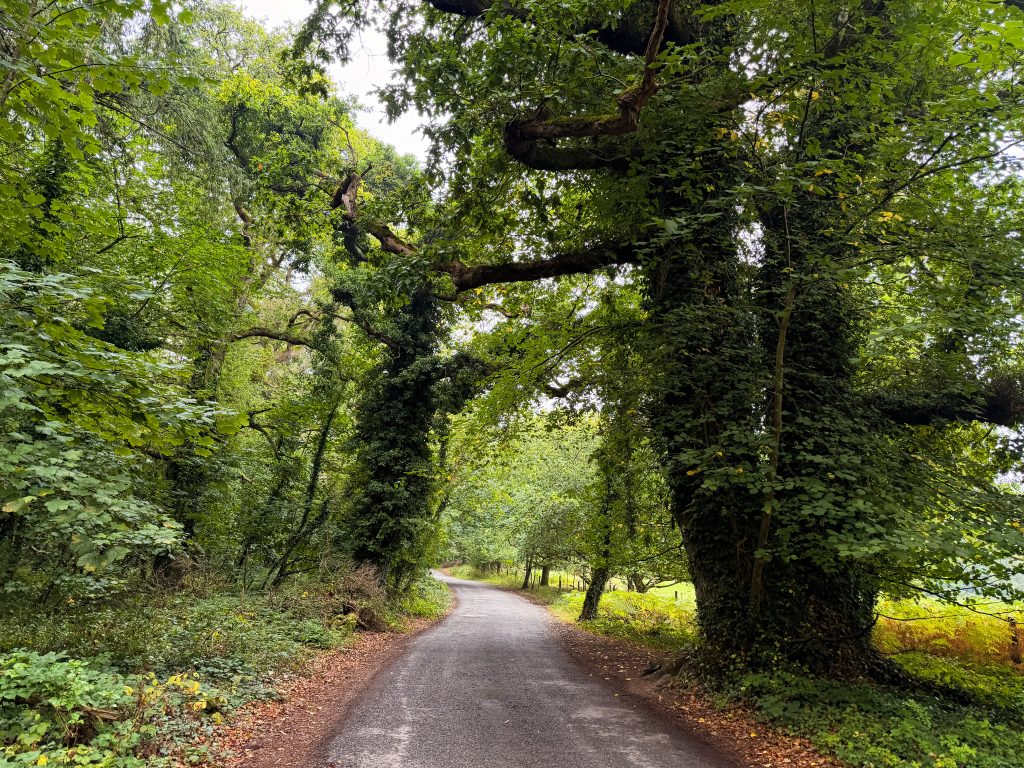 My walk through the castle grounds in Tullamore