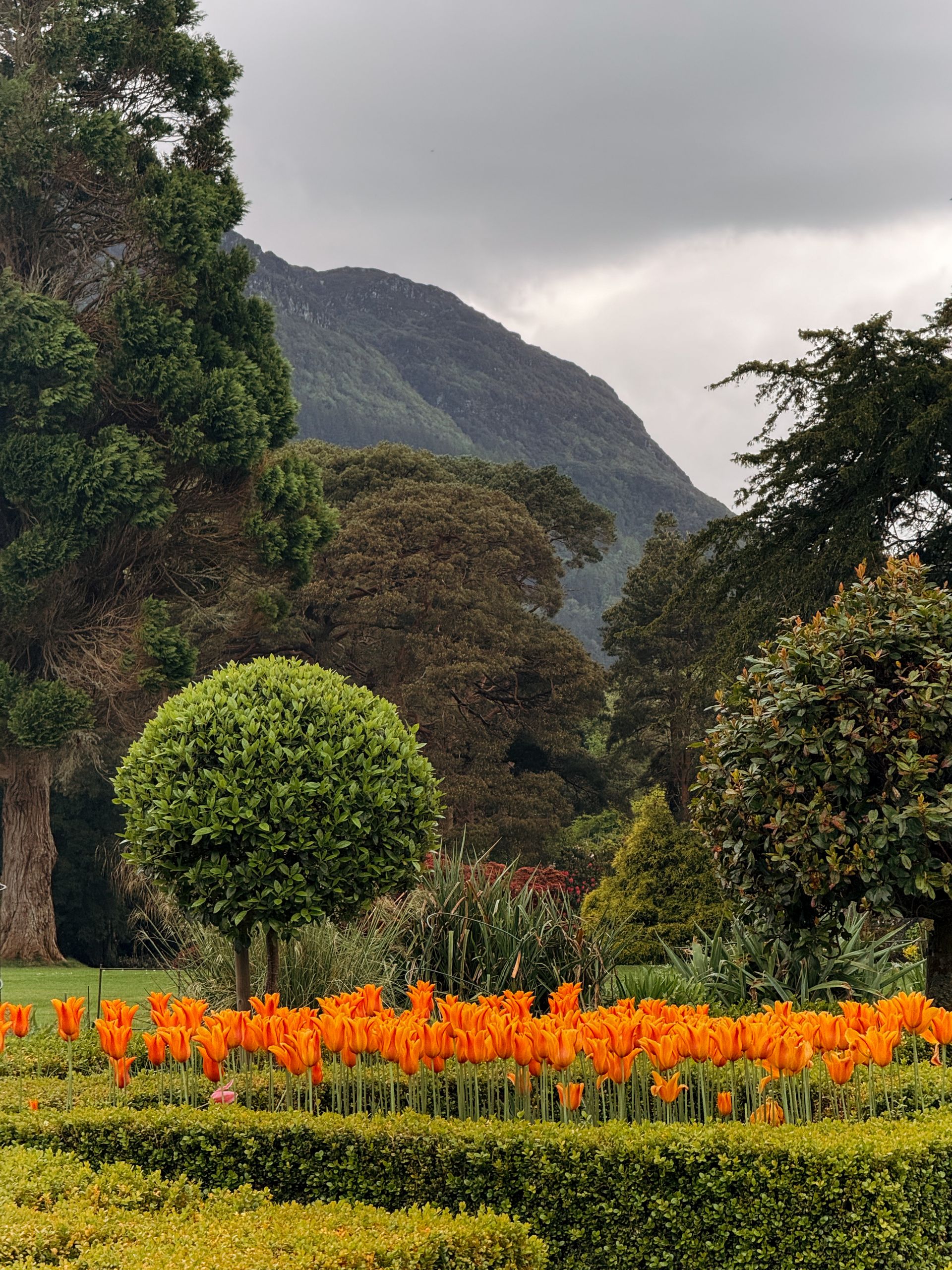 A beautiful tulip garden with lush greenery set against mountains in Killarney National Park, Ireland.