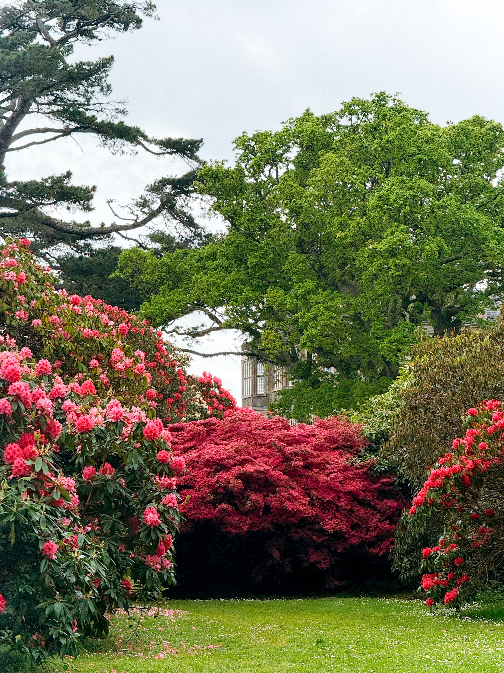 Vibrant azaleas and rhododendrons in full bloom at Killarney National Park, Ireland.