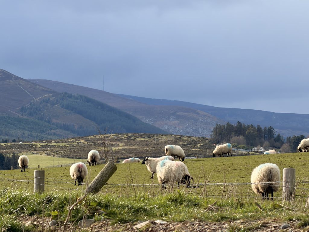 Where to stay in Wicklow with sheep view 